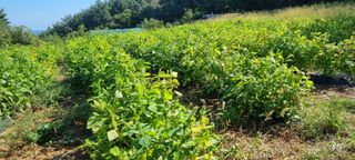 보민님의 들깨 · 영농일지 작성글 사진