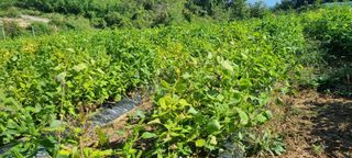 보민님의 들깨 · 영농일지 작성글 사진