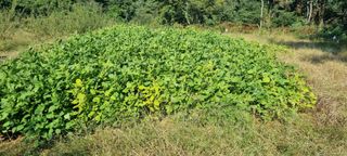 보민님의 들깨 · 영농일지 작성글 사진