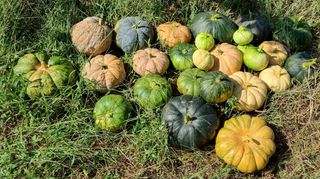 보민님의 들깨 · 영농일지 작성글 사진