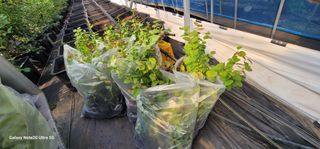 나산 블루베리농원님의 블루베리 · 영농일지 작성글 사진