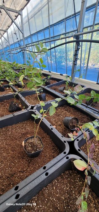 나산 블루베리농원님의 블루베리 · 영농일지 작성글 사진