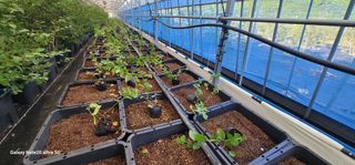 나산 블루베리농원님의 블루베리 · 영농일지 작성글 사진