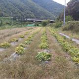 팜모닝 들깨·영농일지 게시글 이미지