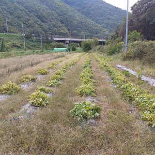 김상원 님의 들깨 · 영농일지 작성글 사진