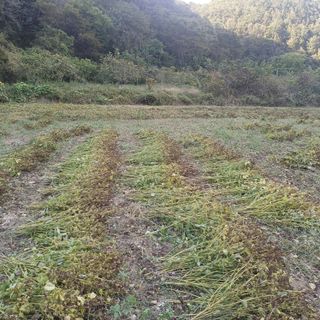 김상원 님의 들깨 · 영농일지 작성글 사진