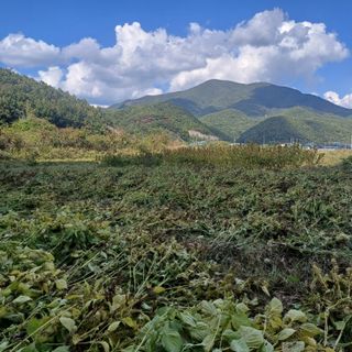 김상원 님의 들깨 · 영농일지 작성글 사진