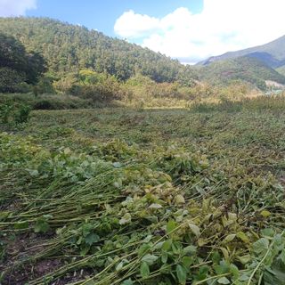 김상원 님의 들깨 · 영농일지 작성글 사진