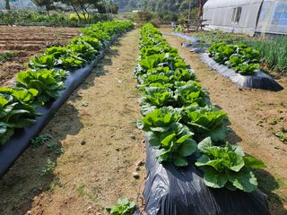 마중물0715님의 배추 · 영농일지 작성글 사진