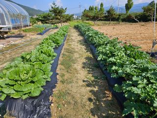 마중물0715님의 배추 · 영농일지 작성글 사진