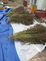 팜모닝 들깨·영농일지 게시글 이미지