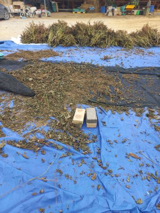 희야님의 들깨 · 영농일지 작성글 사진