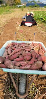 팜모닝 고구마·영농일지 게시글 이미지