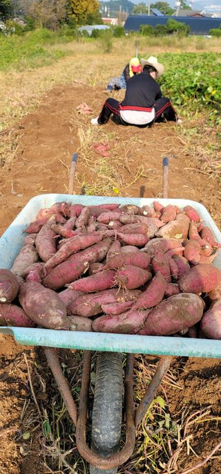 이남수진천님의 고구마 · 영농일지 작성글 사진