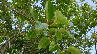 반달네님의 감 · 병해충상담 작성글 사진