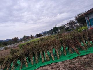 자미농원~김미자님의 들깨 · 영농일지 작성글 사진