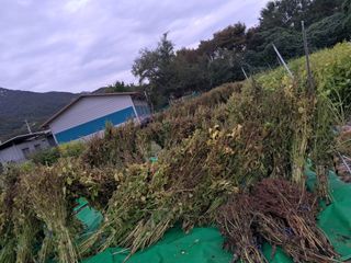 자미농원~김미자님의 들깨 · 영농일지 작성글 사진