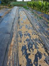 팜모닝 마늘·영농일지 게시글 이미지