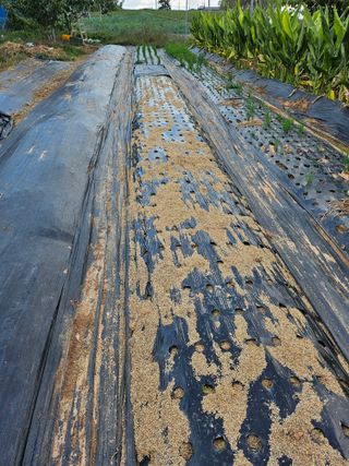 메추라기님의 마늘 · 영농일지 작성글 사진