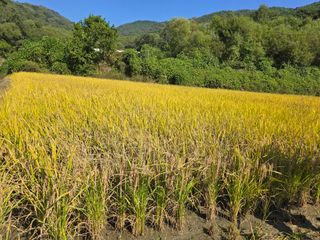 최성락님의 벼 · 영농일지 작성글 사진