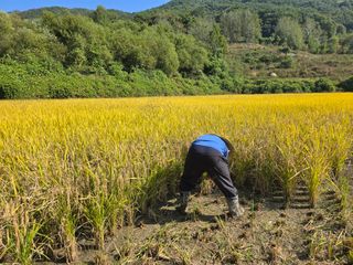 최성락님의 벼 · 영농일지 작성글 사진