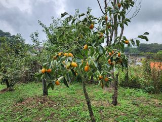 조정권님의 감 · 영농일지 작성글 사진