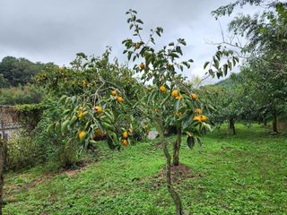 조정권님의 감 · 영농일지 작성글 사진