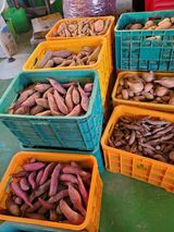 팜모닝 고추·영농일지 게시글 이미지