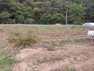 금은숙님의 고추 · 영농일지 작성글 사진