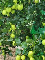 팜모닝 사과·영농일지 게시글 이미지