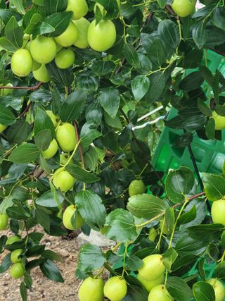 최유진님의 사과 · 영농일지 작성글 사진