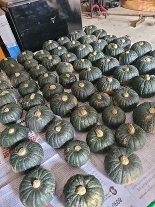 최유진님의 사과 · 영농일지 작성글 사진