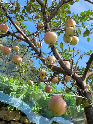 최유진님의 사과 · 영농일지 작성글 사진
