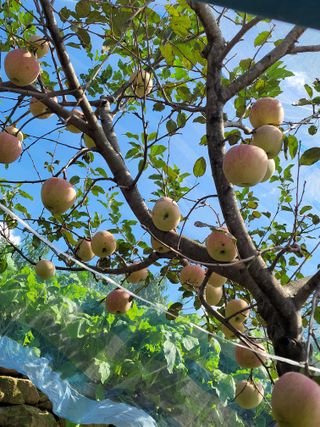 최유진님의 사과 · 영농일지 작성글 사진