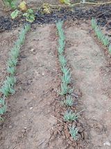 팜모닝 파·영농일지 게시글 이미지