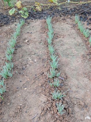 이영숙님의 파 · 영농일지 작성글 사진