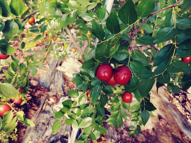 이응혁님의 장터 판매 상품 [사과대추 2kg(선물용)] 첨부 사진