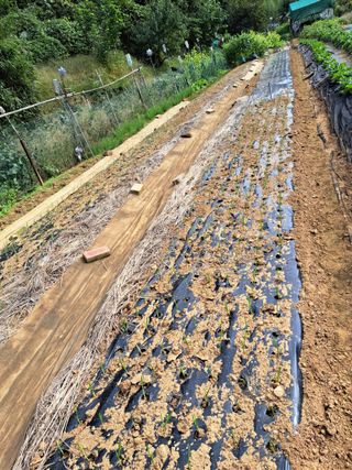 권찬훈님의 마늘 · 영농일지 작성글 사진