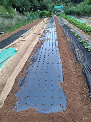 권찬훈님의 마늘 · 영농일지 작성글 사진