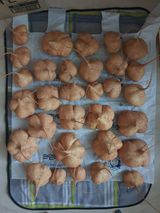 팜모닝 감자·영농일지 게시글 이미지