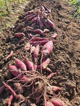 팜모닝 고구마·영농일지 게시글 이미지