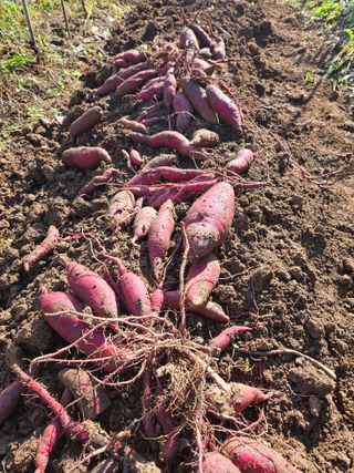 강류담15632님의 고구마 · 영농일지 작성글 사진