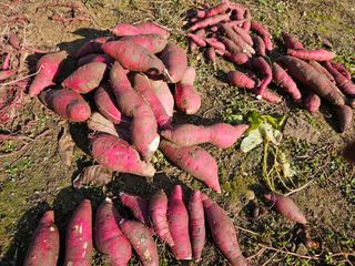 강류담15632님의 고구마 · 영농일지 작성글 사진