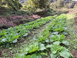 수기님의 배추 · 영농일지 작성글 사진