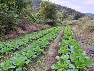 수기님의 배추 · 영농일지 작성글 사진