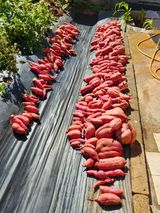 팜모닝 고구마·영농일지 게시글 이미지