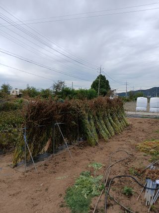 백영호님의 들깨 · 영농일지 작성글 사진