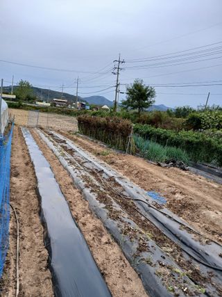백영호님의 들깨 · 영농일지 작성글 사진
