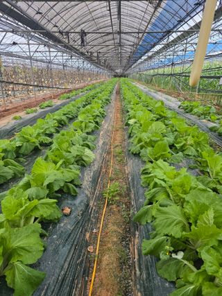 홍성규 님의 옥수수 · 영농일지 작성글 사진