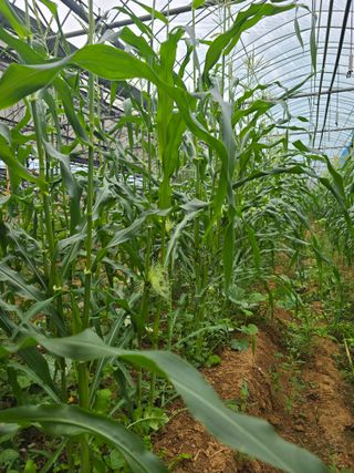 홍성규 님의 옥수수 · 영농일지 작성글 사진